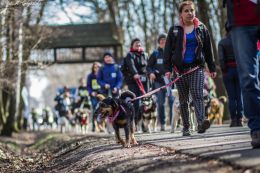 DOGTREKING z Wild Dogs Team 37.jpg