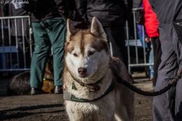 DOGTREKING z Wild Dogs Team 11.jpg