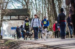 DOGTREKING z Wild Dogs Team 40.jpg