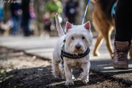 DOGTREKING z Wild Dogs Team 09.jpg