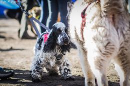 DOGTREKING z Wild Dogs Team 15.jpg