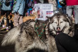 DOGTREKING z Wild Dogs Team 16.jpg