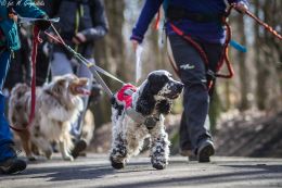 DOGTREKING z Wild Dogs Team 60.jpg